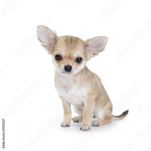 white long haired chihuahua puppies. white long haired chihuahua