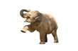 Elefant wd168