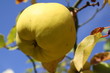 quince in october sun