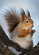 The squirrel. The squirrel.