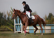 horse and jockey jumping