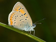 Butterfly on a blade of grass. Butterfly on a blade of grass.