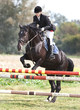 horse and jockey jumping