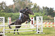 horse and jockey jumping