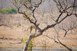 Cheetah climbing up a tree in South Africa