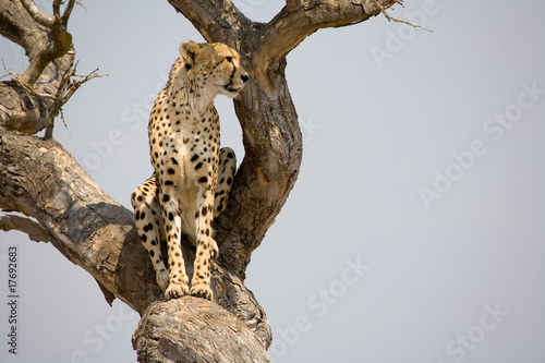 Photo: Cheetah sitting in tree in South Africa looking for prey Cheetah sitting in tree in South Africa looking for prey