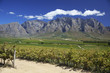 Vineyard in South Africa