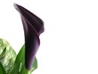 purple arum