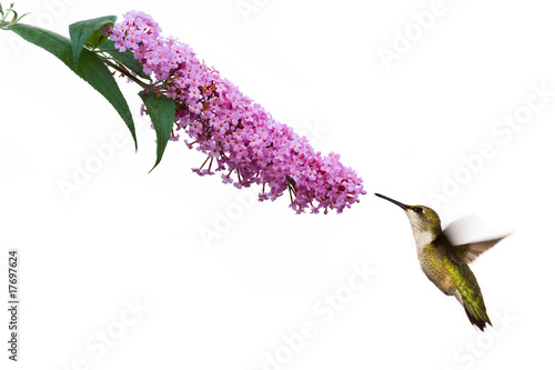 Photo: hummingbird hovers at pink buddleia flower hummingbird hovers at pink buddleia flower