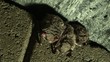 Fledermaus Winterschlaf Totale
