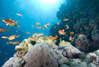 A school of Lyretail anthias (Pseudanthias squamipinnis) over a