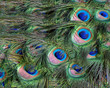 An Eye of Feathers