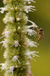 Agastache rugosa, Lamiaceae