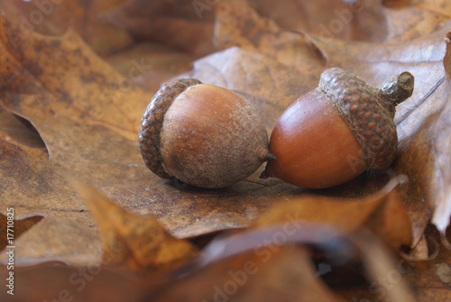 Photo: Autumn Oak Autumn Oak