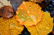 Herbstlaub