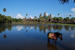 Cheval a Angkor Vat Cheval a Angkor Vat
