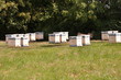 Modern wooden apiary Modern wooden apiary
