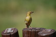 Female Weaver Bird