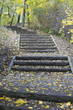 forest track