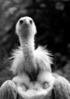 Photo: Geier Geier