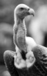 Photo: Geier Geier
