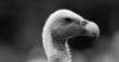 Photo: Geier Geier