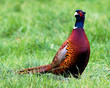Pheasant Profile