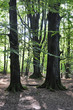 wald