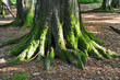 wald