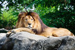 An observant lion watching his territory