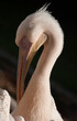 Photo: Pelikan Pelikan