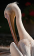 Photo: Pelikan Pelikan