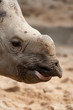 Photo: Nashorn Nashorn