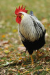 Huhn 102