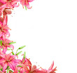 flowers  lily