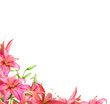 flowers  lily