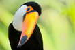 Head close-up of a Toucan Head close-up of a Toucan