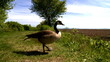 Video: Bird eating in nature Bird eating in nature