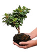 Man's Hands Holding Tree