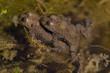 Gelbbauchunken bei der Paarung