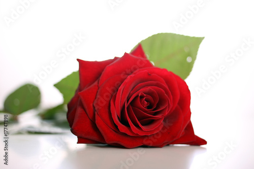 Foto: Rote Rose Rote Rose