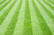 Real Grass Striped Lawn Real Grass Striped Lawn