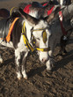 donkeys on a beach