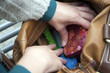 Foto: Frauenhände in der Handtasche Frauenhände in der Handtasche