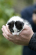 kitten in hand