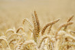 goldenes korn