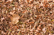 faded leaves