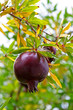 Granatapfel