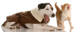complaining animals - dog and cat barking and meowing