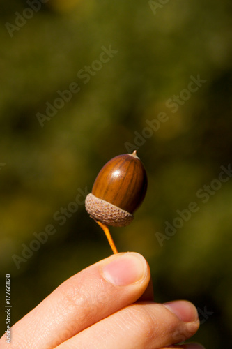 Photo: Acorn Acorn